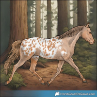 Horse Color:Chestnut Appaloosa