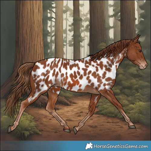 Horse Color:Chestnut Appaloosa
