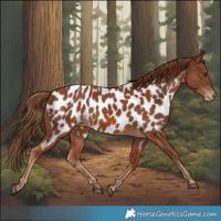 Horse Color:Chestnut Appaloosa 