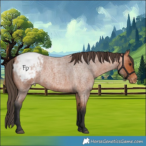 Horse Color:Bay Roan Appaloosa