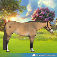 Horse Color:Buckskin 