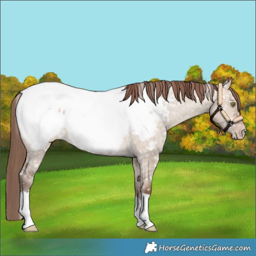 Horse Color:Sable Champagne Dun Appaloosa 