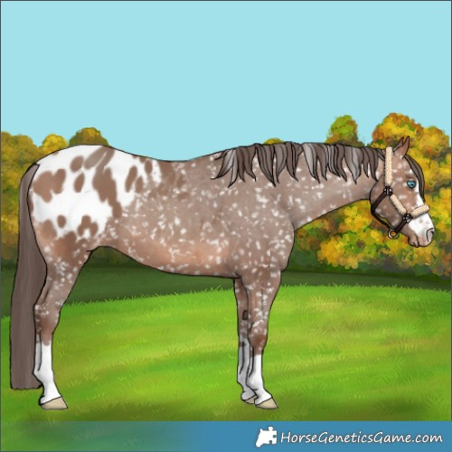 Horse Color:Sable Champagne Appaloosa 