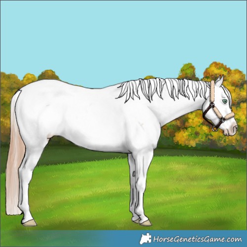 Horse Color:White Spotted Amber Champagne Dun Appaloosa 