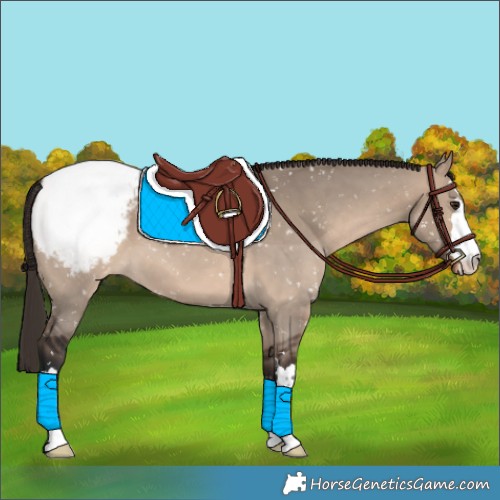 Horse Color:Brown Dun Appaloosa 