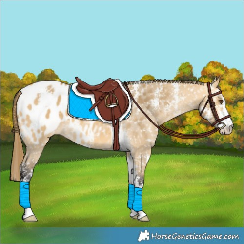 Horse Color:Buckskin Dun Sabino Appaloosa 