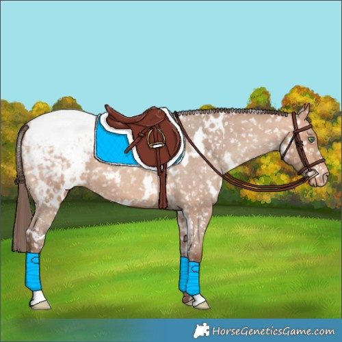 Horse Color:White Spotted Amber Champagne Appaloosa 