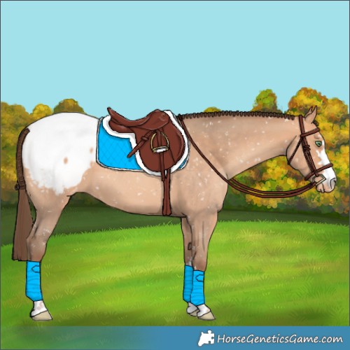 Horse Color:Amber Champagne Appaloosa