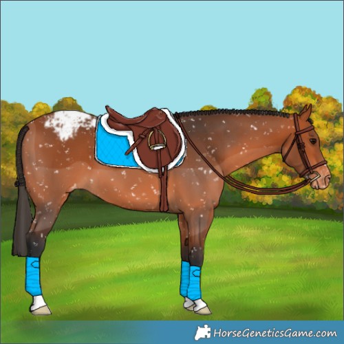 Horse Color:Bay Appaloosa 