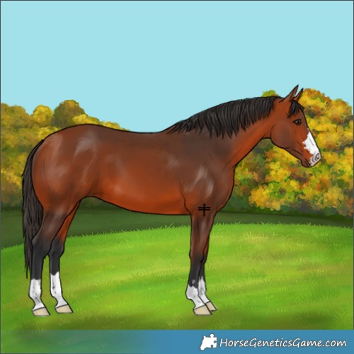 Horse Color:Bay 