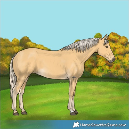Horse Color:Palomino 