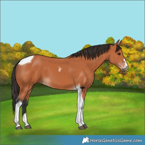 Horse Color:Bay Tobiano 