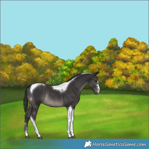 Horse Color:Smoky Black Tobiano Rabicano 