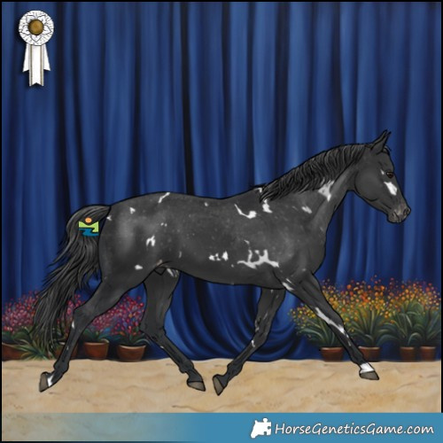 Horse Color:White Spotted Black Appaloosa 