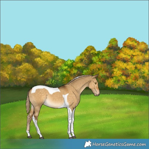 Horse Color:Chocolate Palomino Dun Tobiano Rabicano