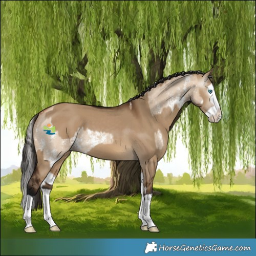 Horse Color:Bay Dun Sabino Splash and Gray Bay Dun Splash