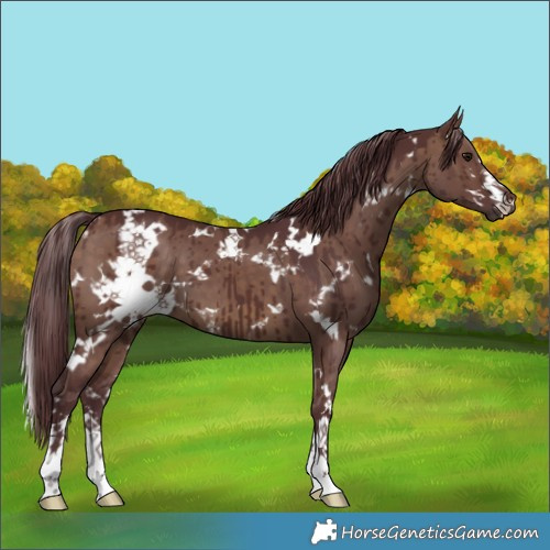 Horse Color:White Spotted Chocolate Brown Dun Brindle 