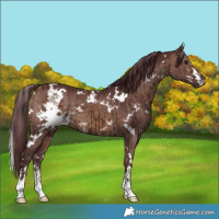 Horse Color:White Spotted Chocolate Brown Dun Brindle