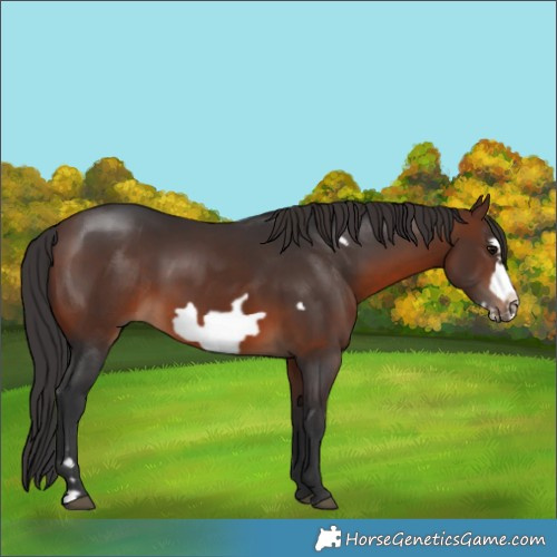Horse Color:Brown Frame 
