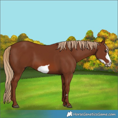 Horse Color:Chestnut Frame 