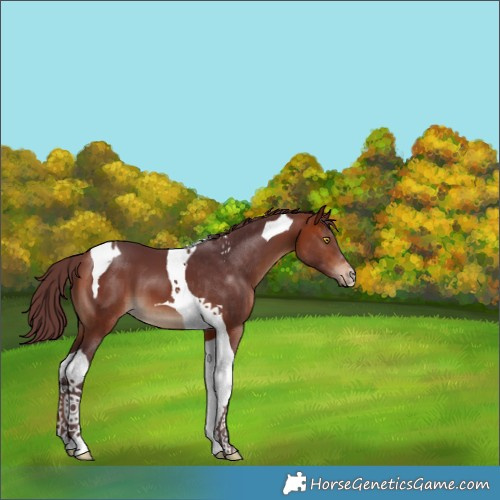 Horse Color:Chocolate Bay Tobiano 