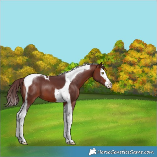 Horse Color:Chocolate Bay Splash Tobiano 
