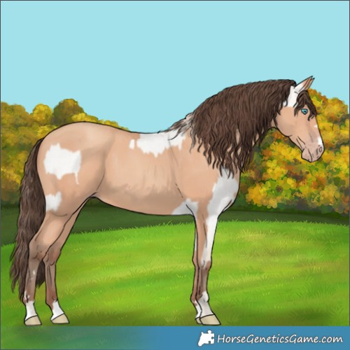 Horse Color:Smoky Creme Roan Dun  and Amber Champagne 