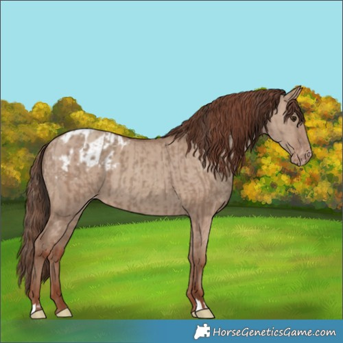 Horse Color:Classic Champagne  and Classic Champagne Dun Appaloosa 