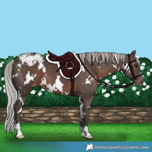 Horse Color:White Spotted Silver Black Appaloosa 