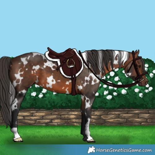 Horse Color:White Spotted Brown 