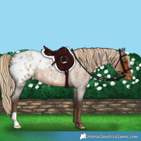 Horse Color:Chocolate Palomino Roan Blanket