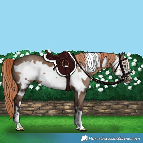 Horse Color:Liver Red Dun Frame 