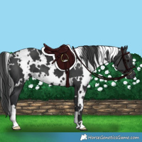 Horse Color:White Spotted Black 