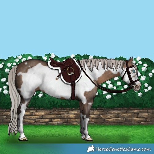 Horse Color:Silver Brown Dun Frame 