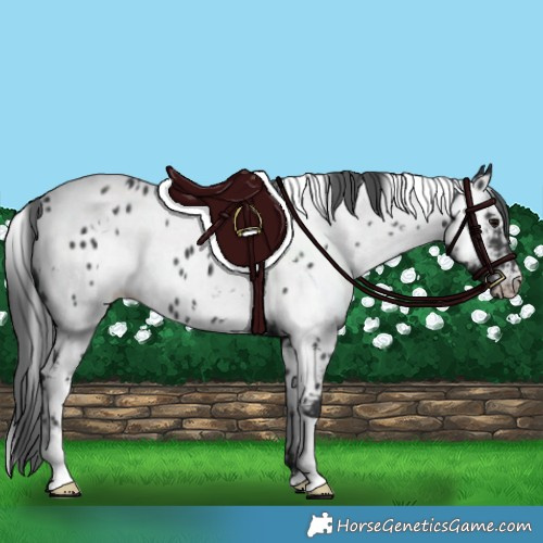 Horse Color:White Spotted Black Appaloosa 