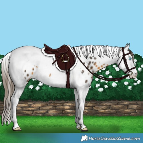 Horse Color:White Spotted Buckskin Splash Tobiano Appaloosa Rabicano 
