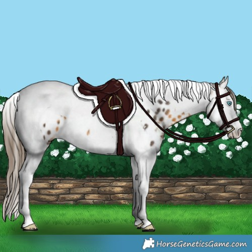Horse Color:White Spotted Buckskin Splash Tobiano Appaloosa Rabicano 