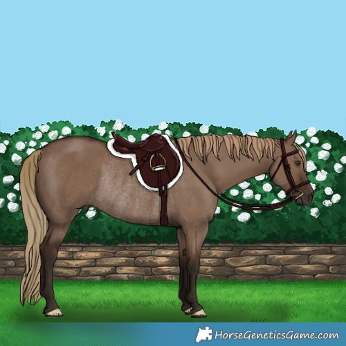 Horse Color:Liver Red Dun Rabicano 