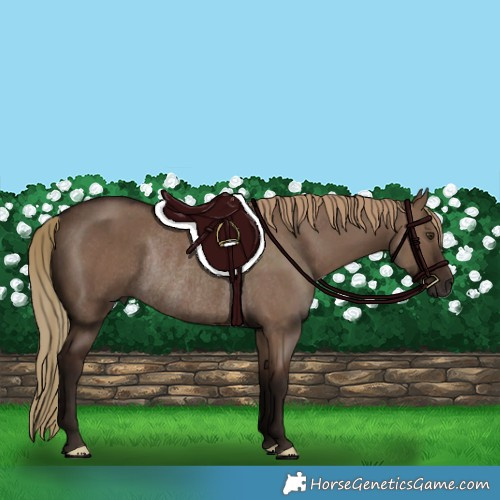 Horse Color:Liver Red Dun Rabicano 