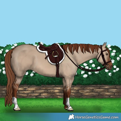 Horse Color:Red Dun 