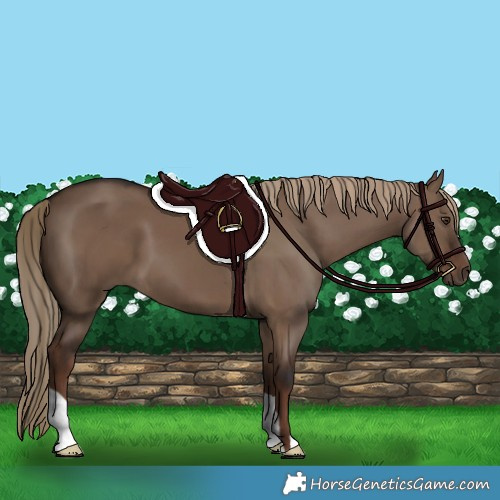 Horse Color:Liver Red Dun 