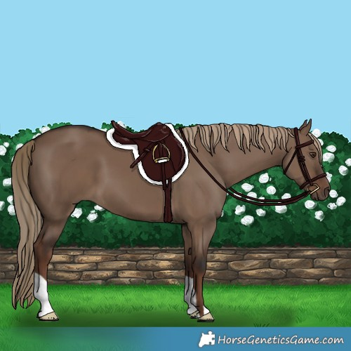 Horse Color:Liver Red Dun 