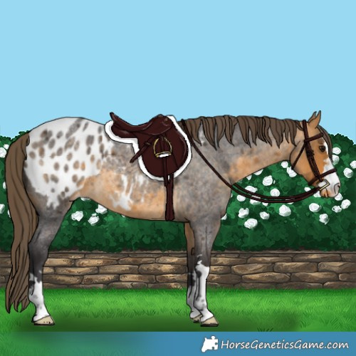 Horse Color:Buckskin Roan Appaloosa 
