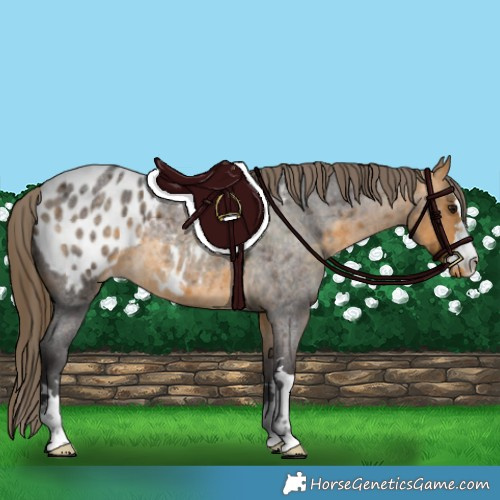 Horse Color:Buckskin Roan Appaloosa 