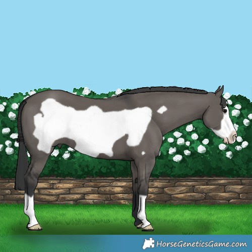 Horse Color:Grullo Frame