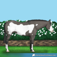 Horse Color:Grullo Frame 