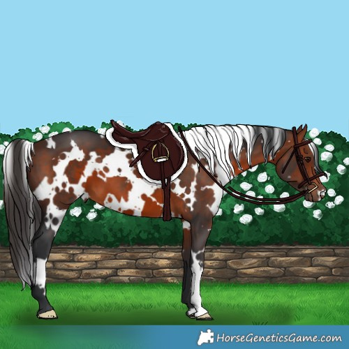 Horse Color:White Spotted Brown 
