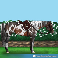 Horse Color:White Spotted Brown