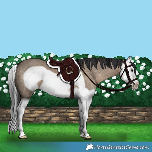 Horse Color:Brown Dun Splash Frame 