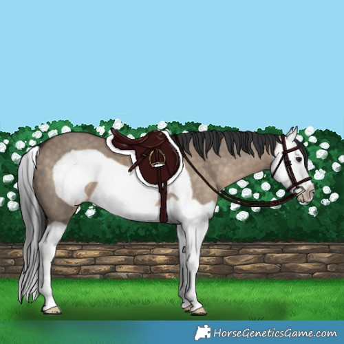 Horse Color:Brown Dun Splash Frame 